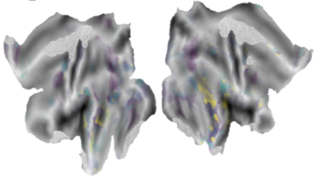 Naturalistic Parcellation and audiovisual integration