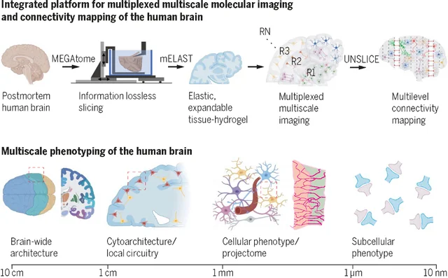 BICAN UM1 — Multi-Scale Multi-Omic Human Brain Atlas