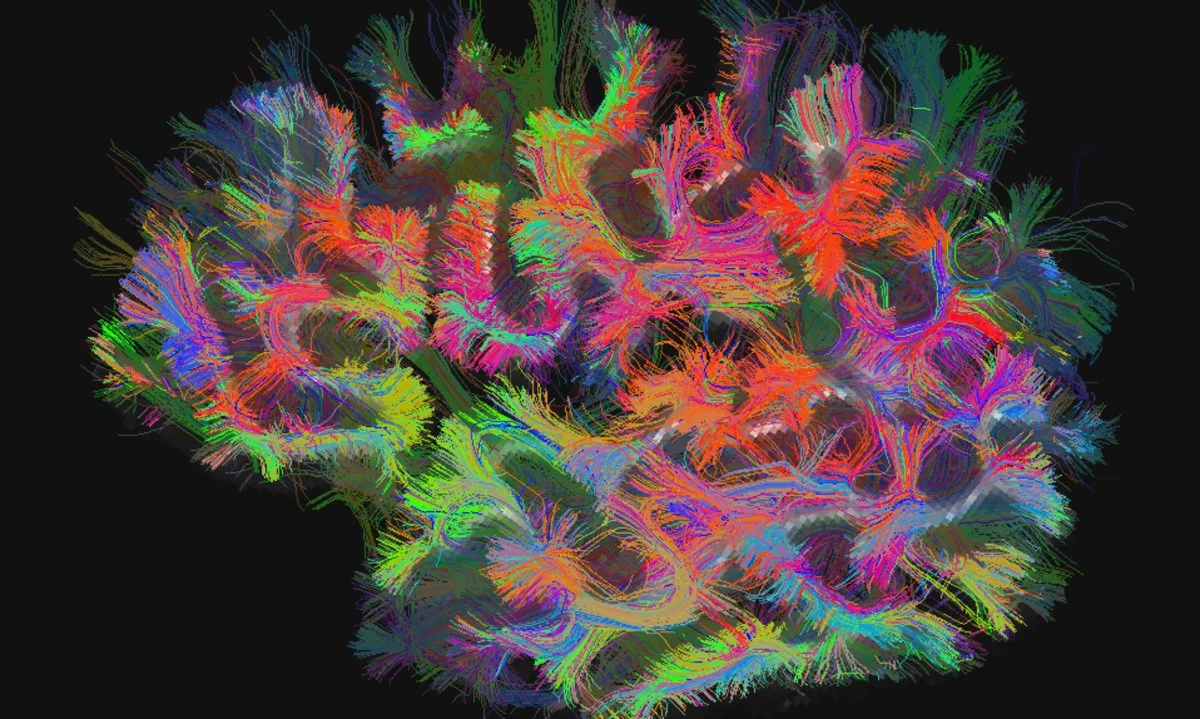 LINC / CONNECTS — Large-scale Imaging of Neural Circuits